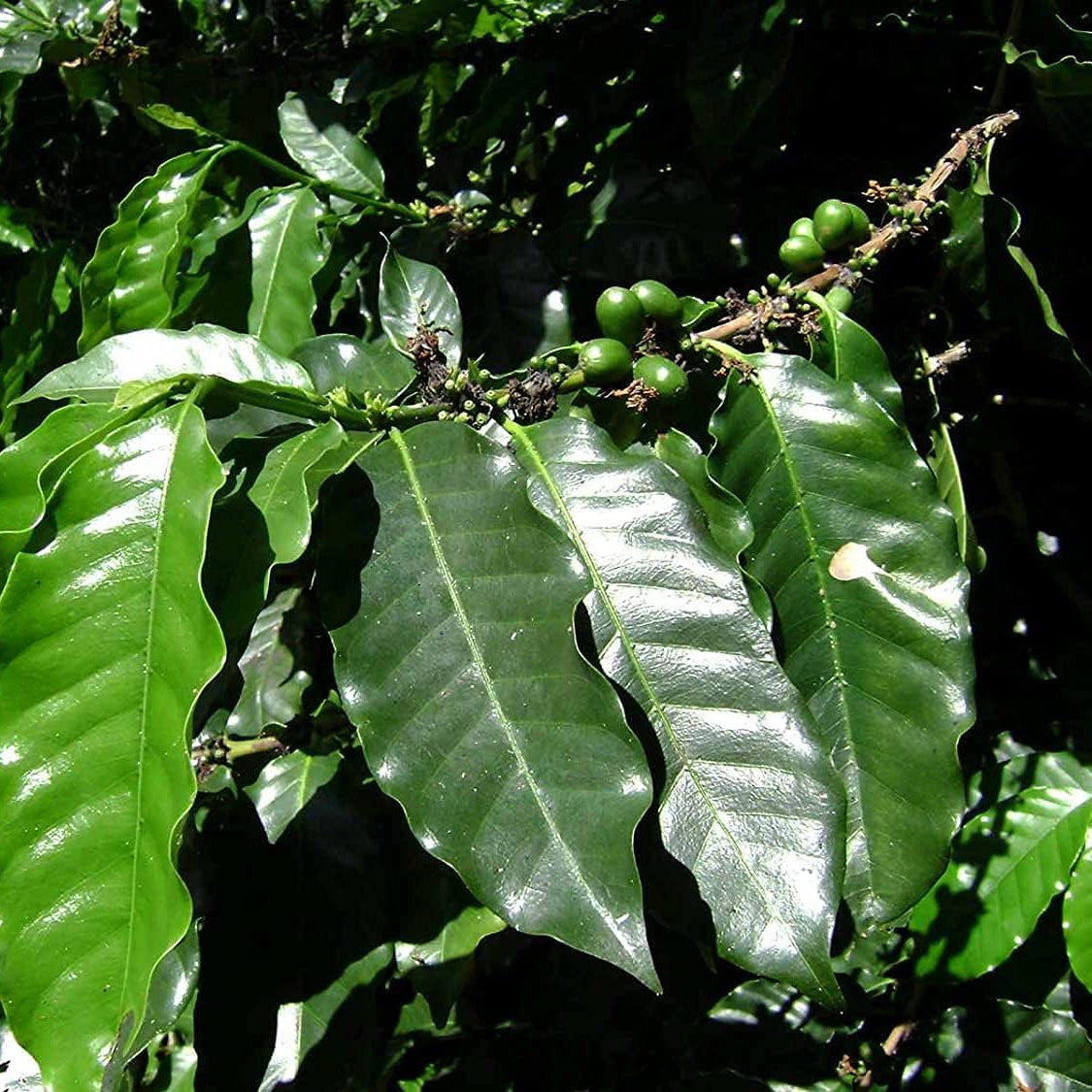 Arabian Coffee Tree Seeds up to 50%