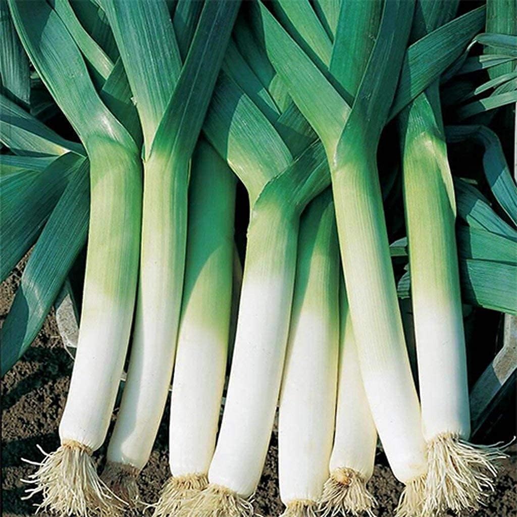 American Flag Leek Seeds up to 50%