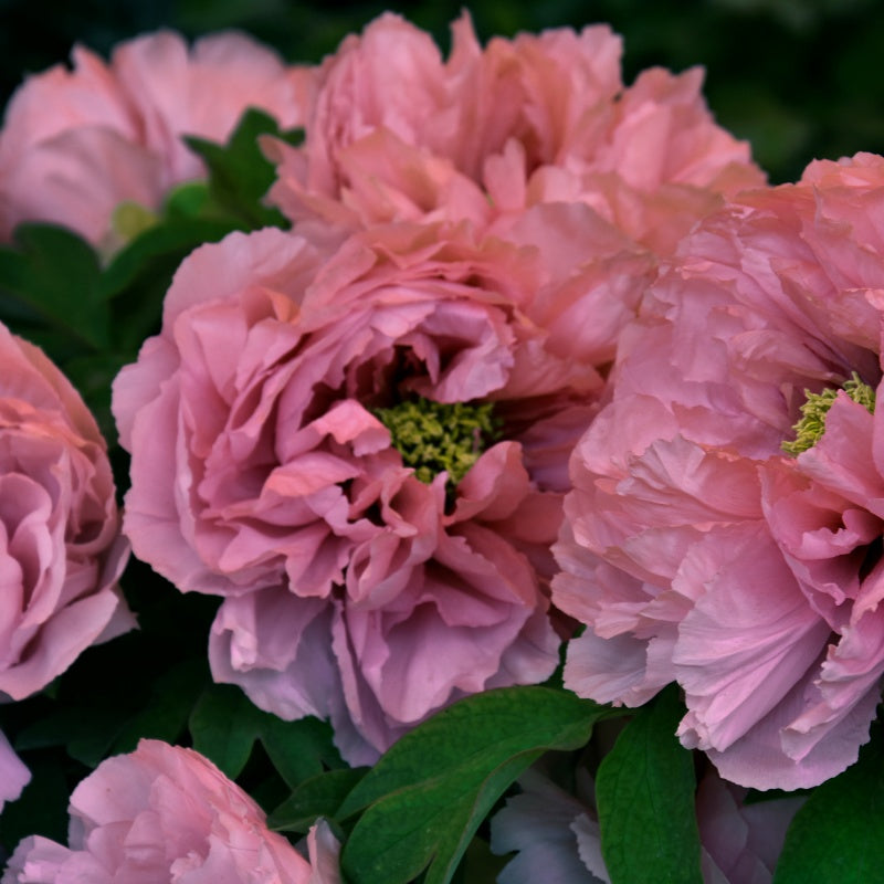 Peony Seeds  up to 50%
