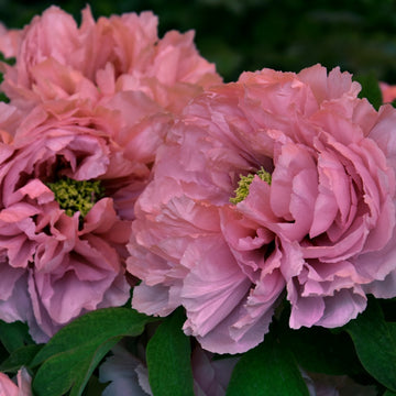 Peony Seeds Up to 50%