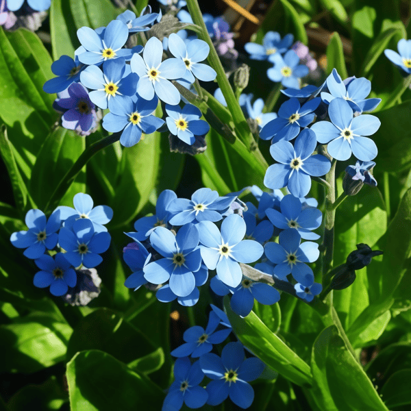 Forget-Me-Not Flower Seeds up to 50%