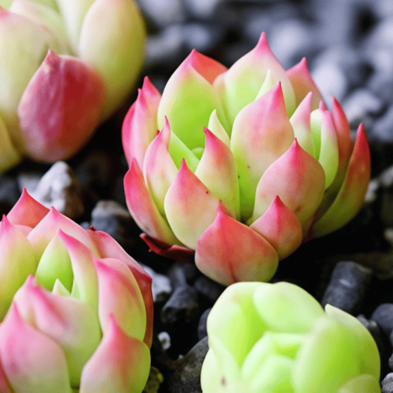 Succulent seeds up to 50%