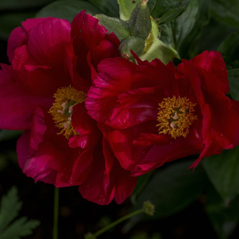 Peony Seeds  up to 50%