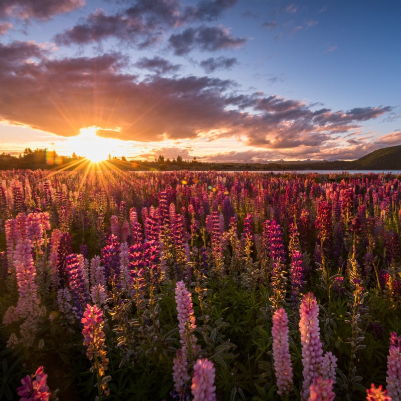 Lupine Seeds up to 50%