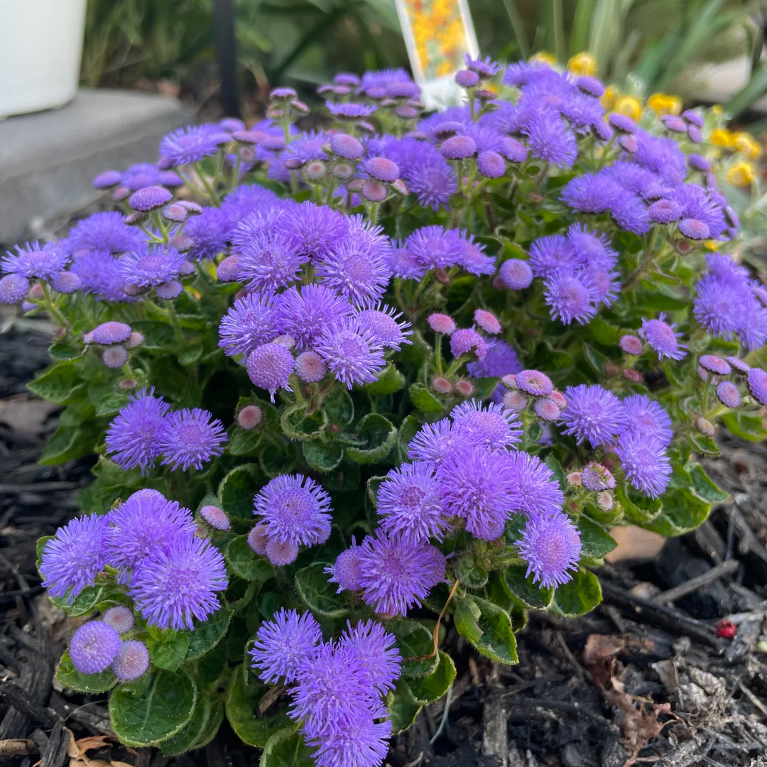 Ageratum Houstonianum Mill. Seeds Blue Up to 50%