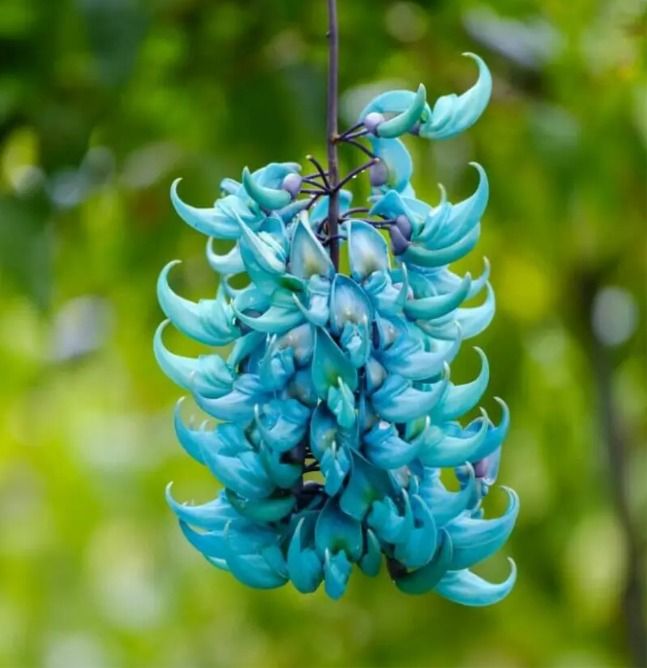 Jade Vine Flower Seeds up to 50%