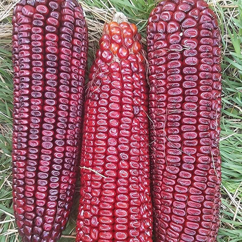Bloody Butcher Corn Seeds up to 50%