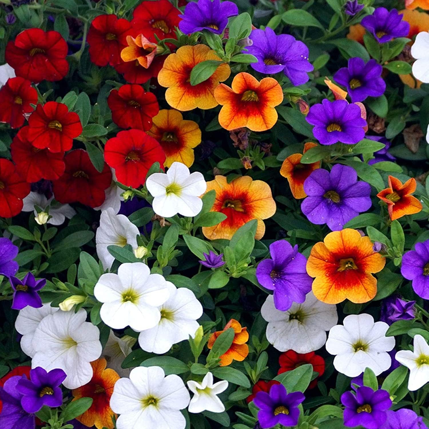 Mixed Petunia Flower Seeds up to 50%