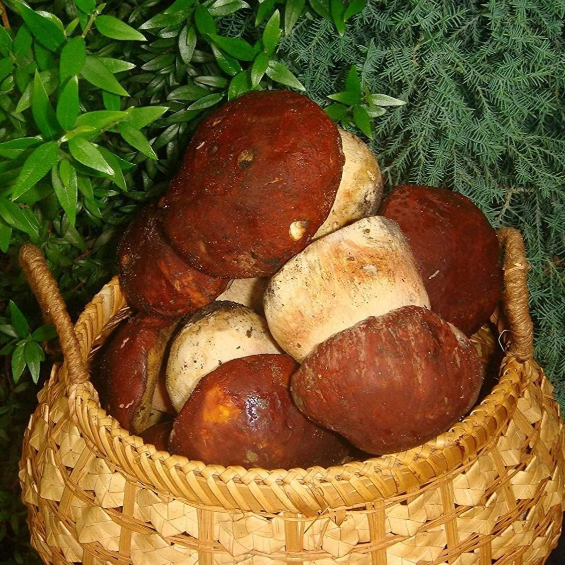 Porcini Mushroom Spores up to 50%