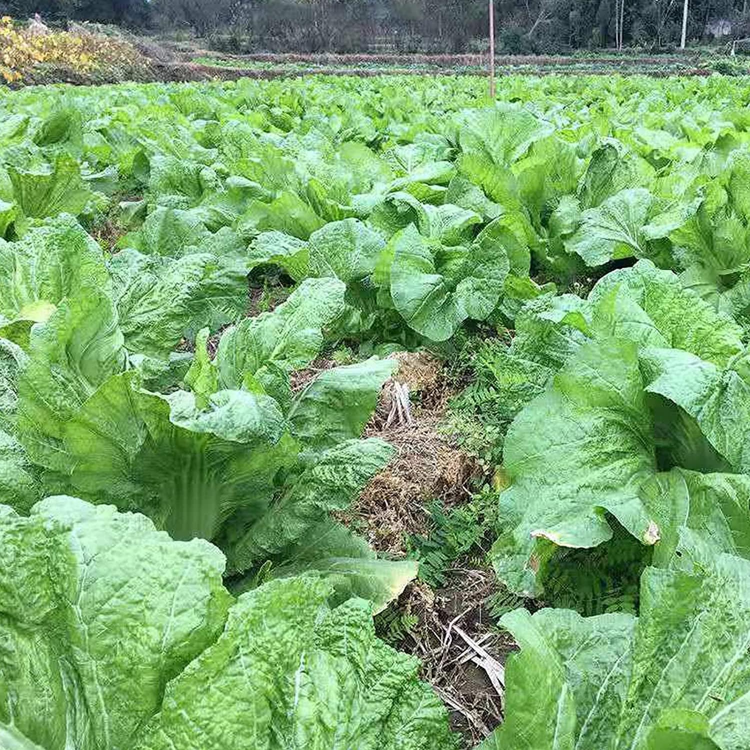 Chinese Heirloom Vegetable Seeds up to 50%