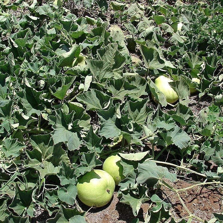 Round Bottle Gourd Seeds up to 50%