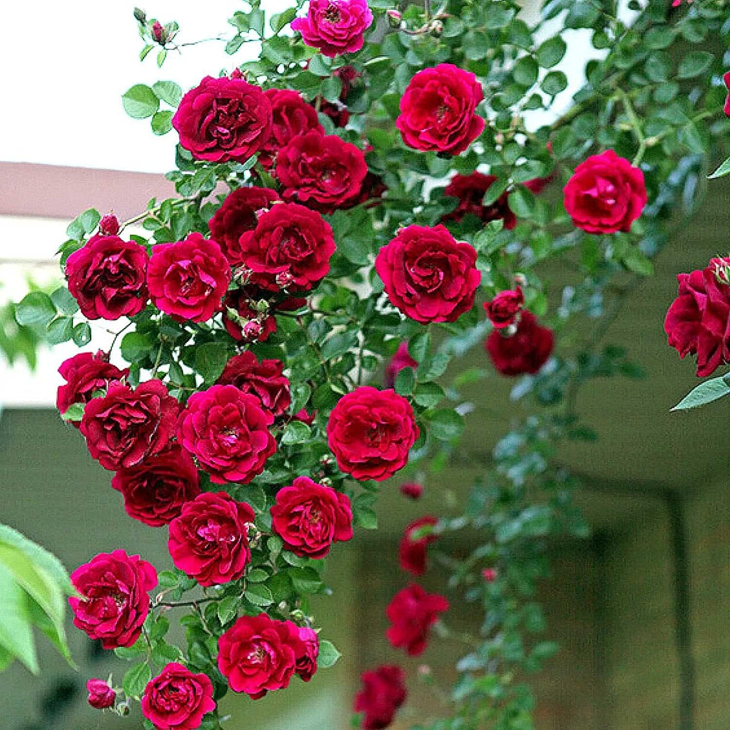 Climbing Rose Flower Seeds up to 50%