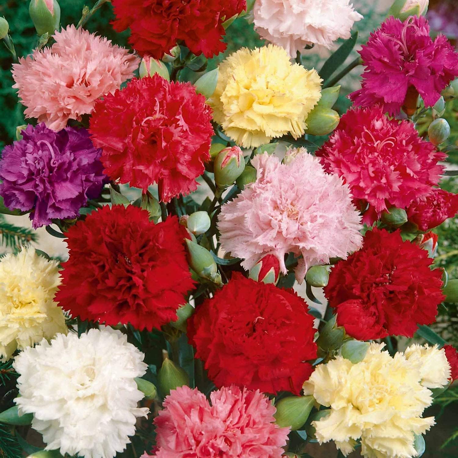 Carnation Chabaud Mix seeds up to 50%