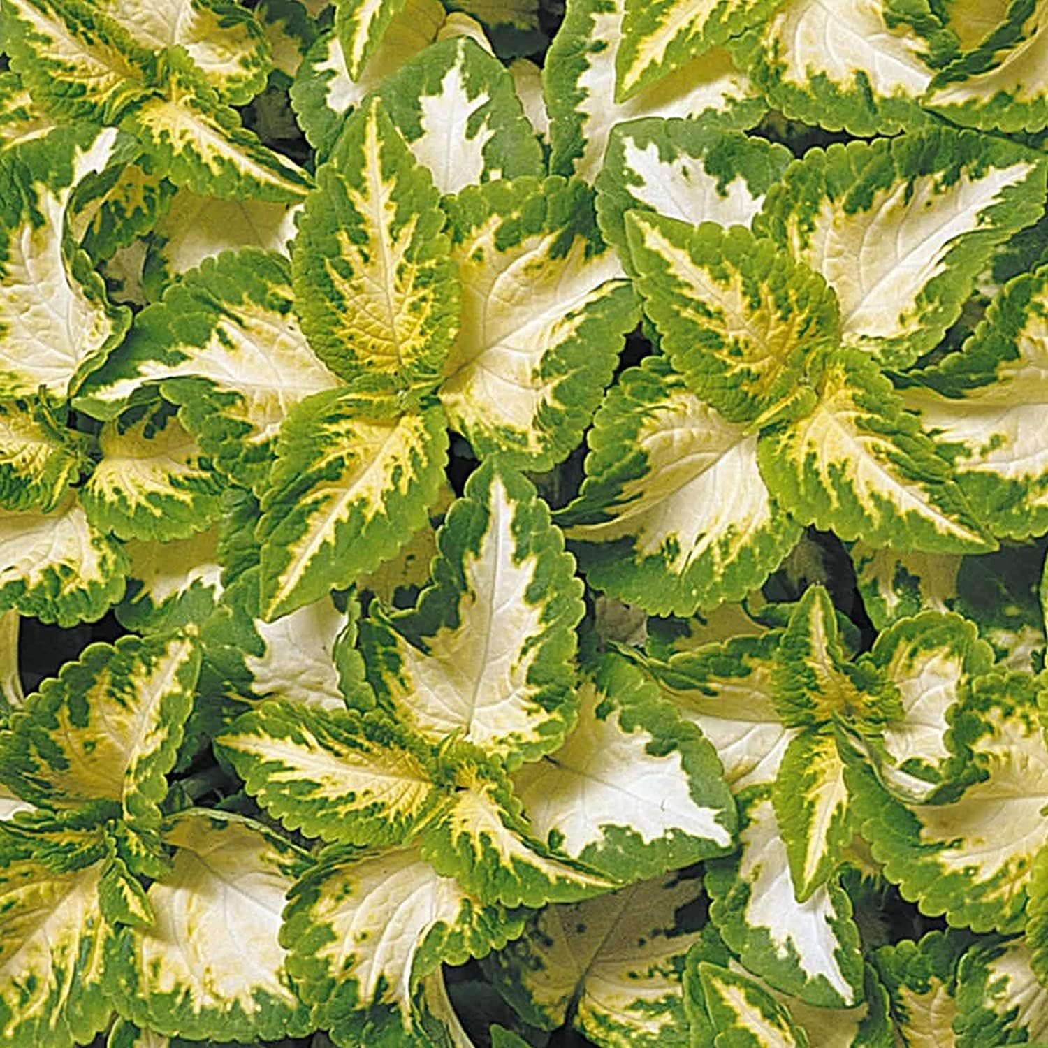Wizard Coleus Plant Seeds up to 50%