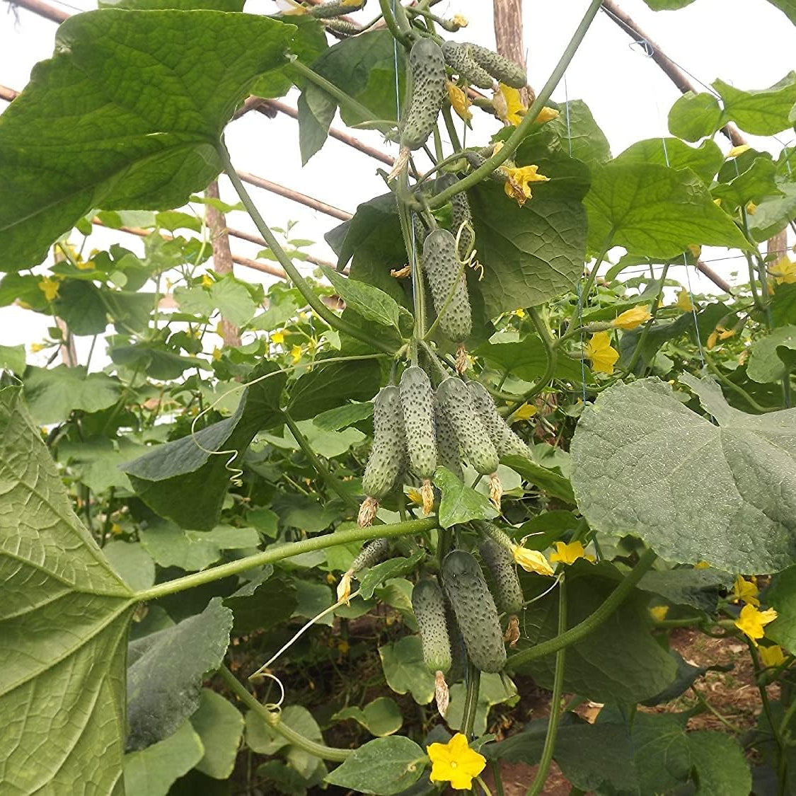 Titus Cucumber Seeds up to 50%