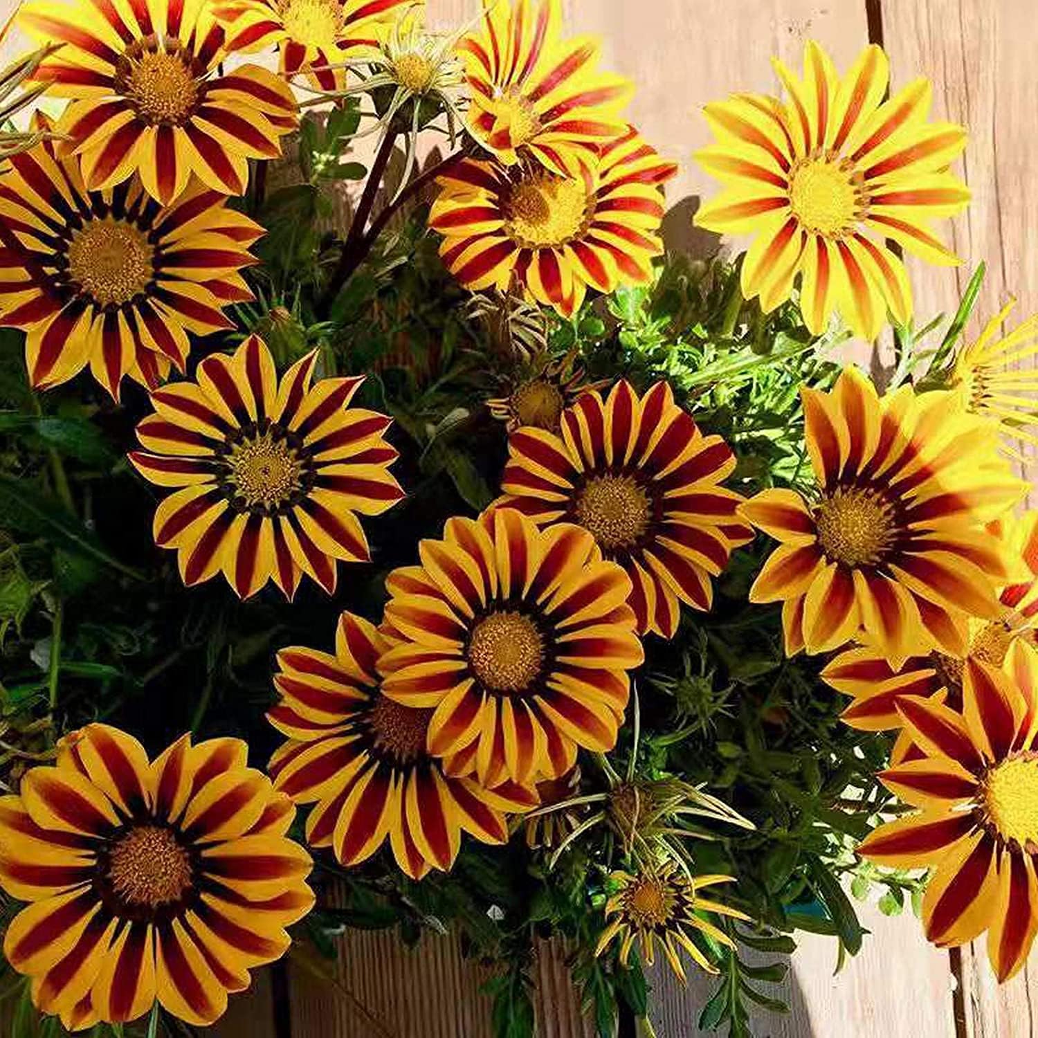 Exotic Gazania Flower Seeds up to 50%