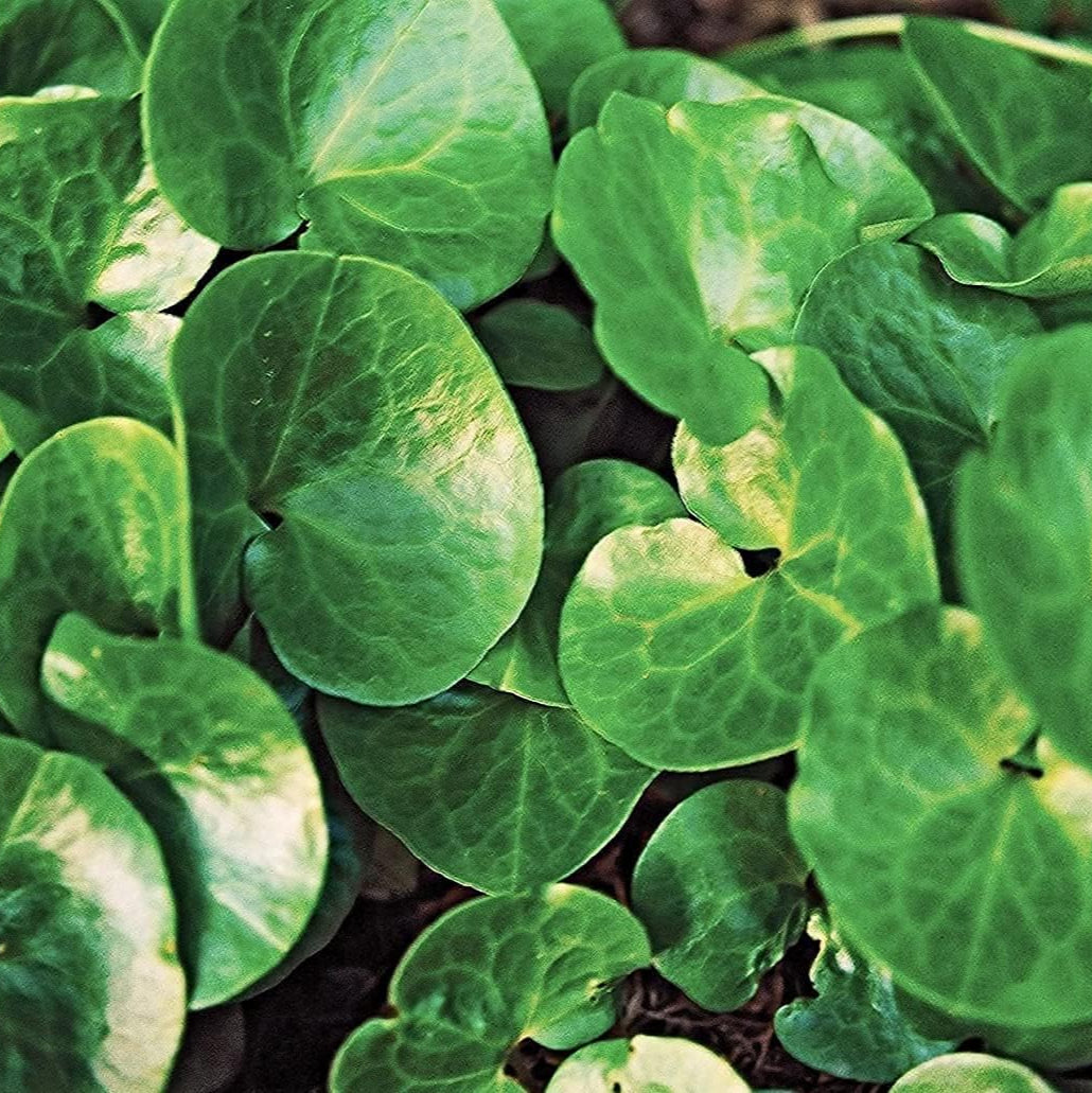 Asarum canadense seeds up to 50%