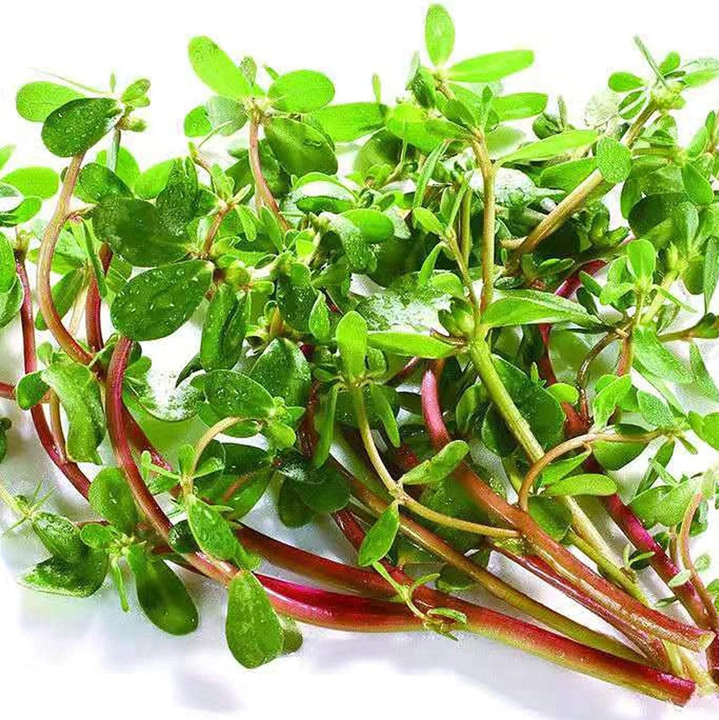 Green Purslane Seeds up to 50%