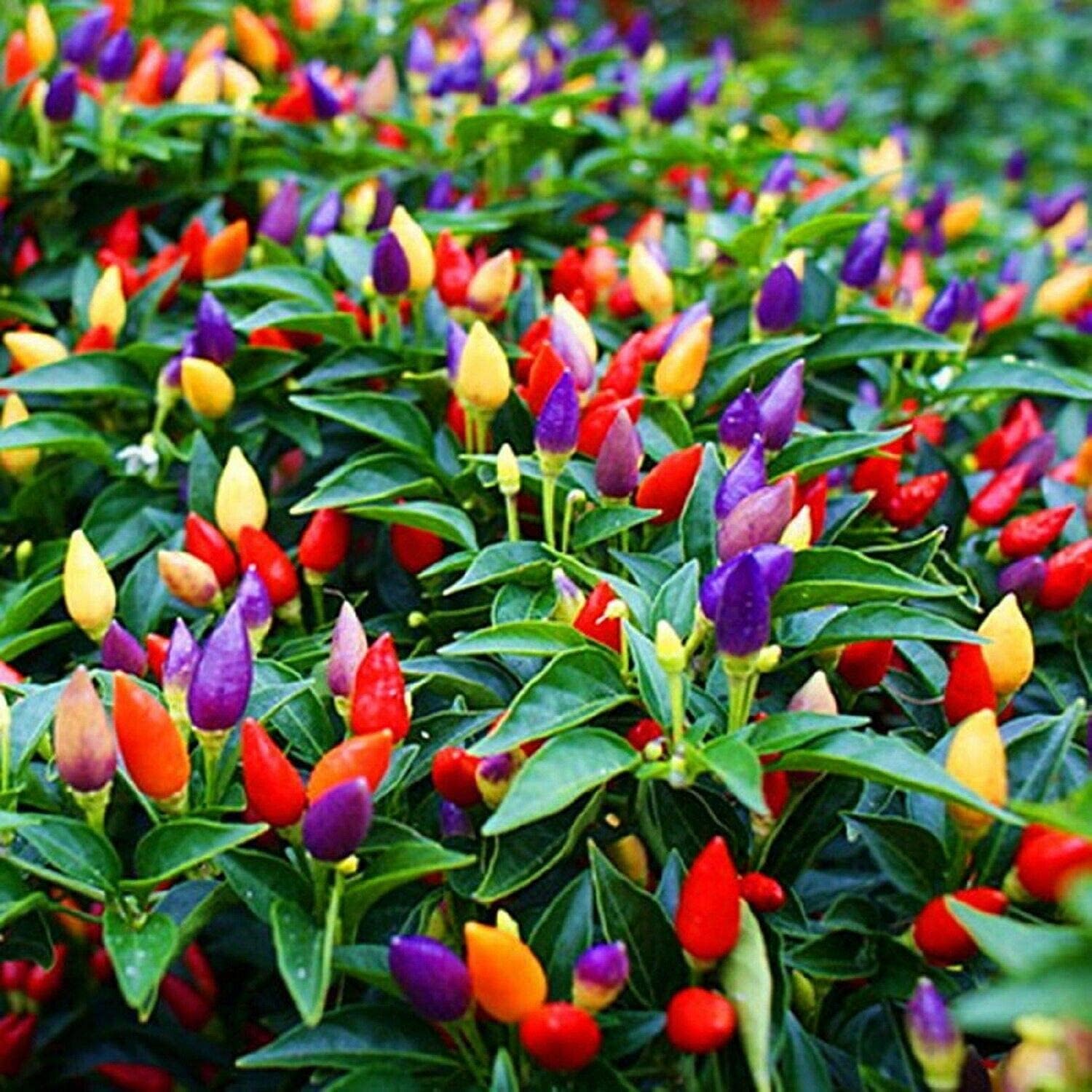 Ornamental Pepper Seeds – Colorful Mini Decorative Plants for Pots – up to 50%