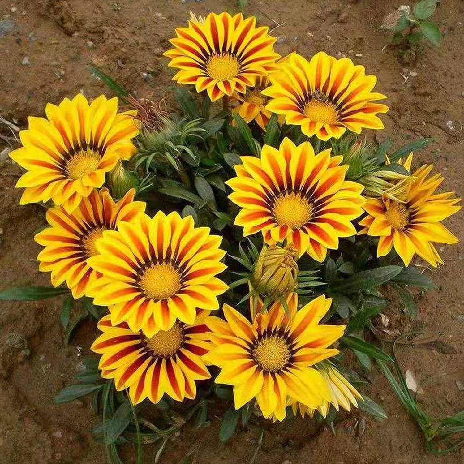 Exotic Gazania Flower Seeds up to 50%