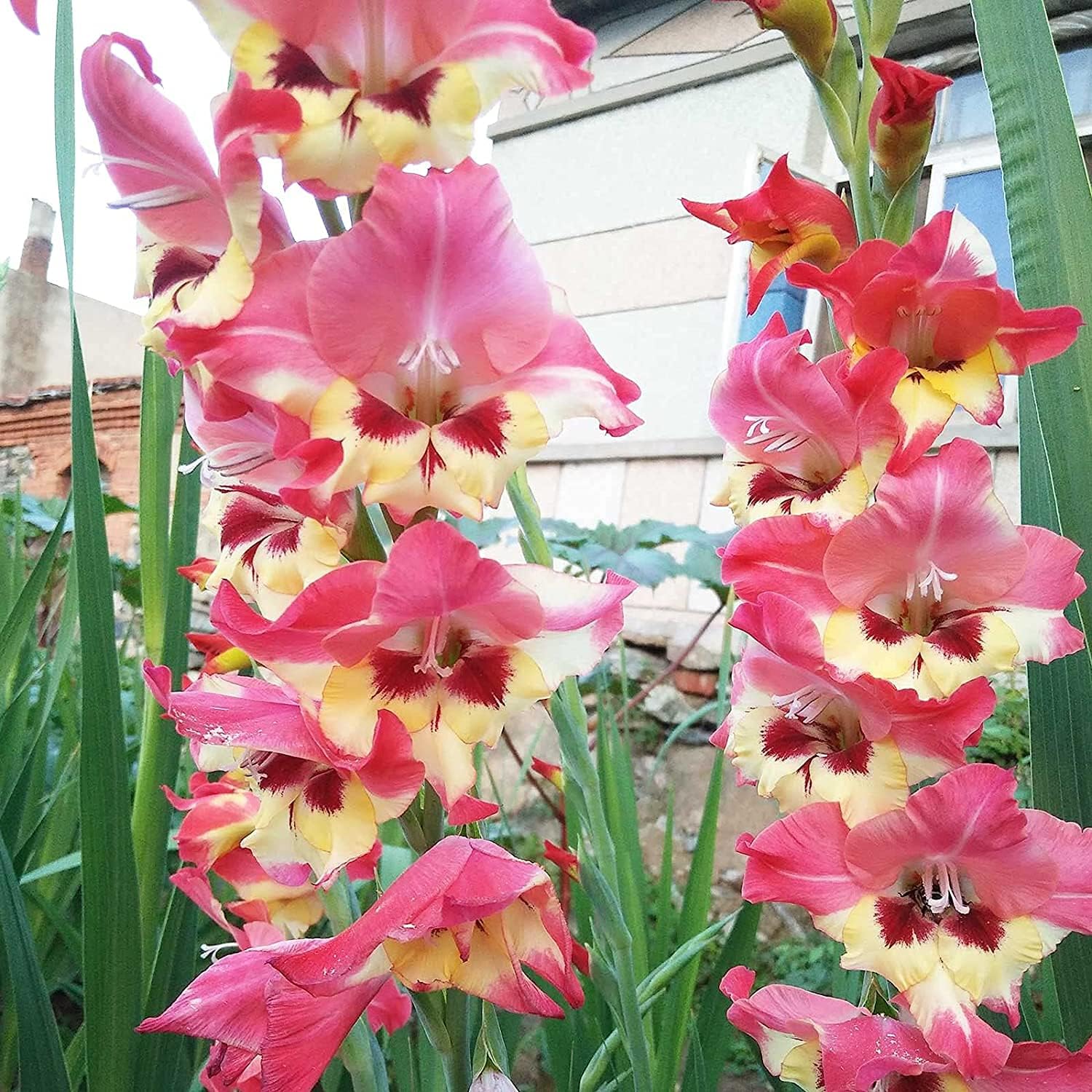Mixed Snapdragon Flower Seeds up to 50%