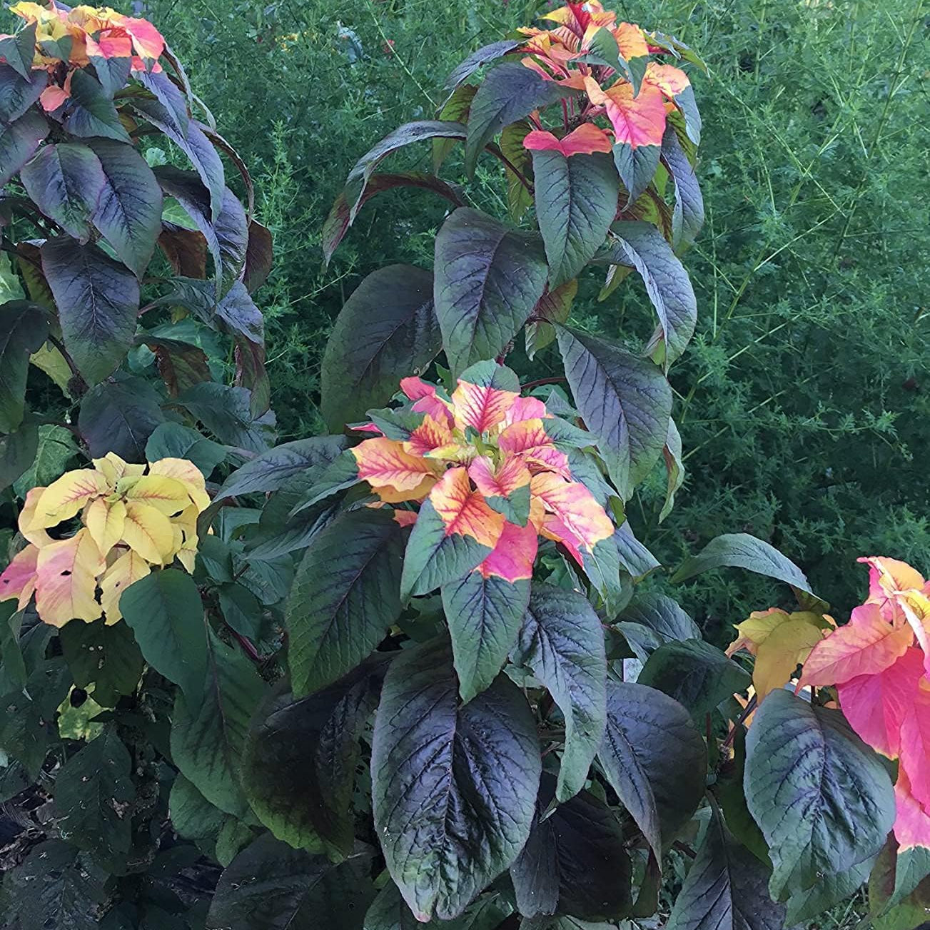 Joseph's Coat Amaranthus Tricolor Seeds – up to 50%