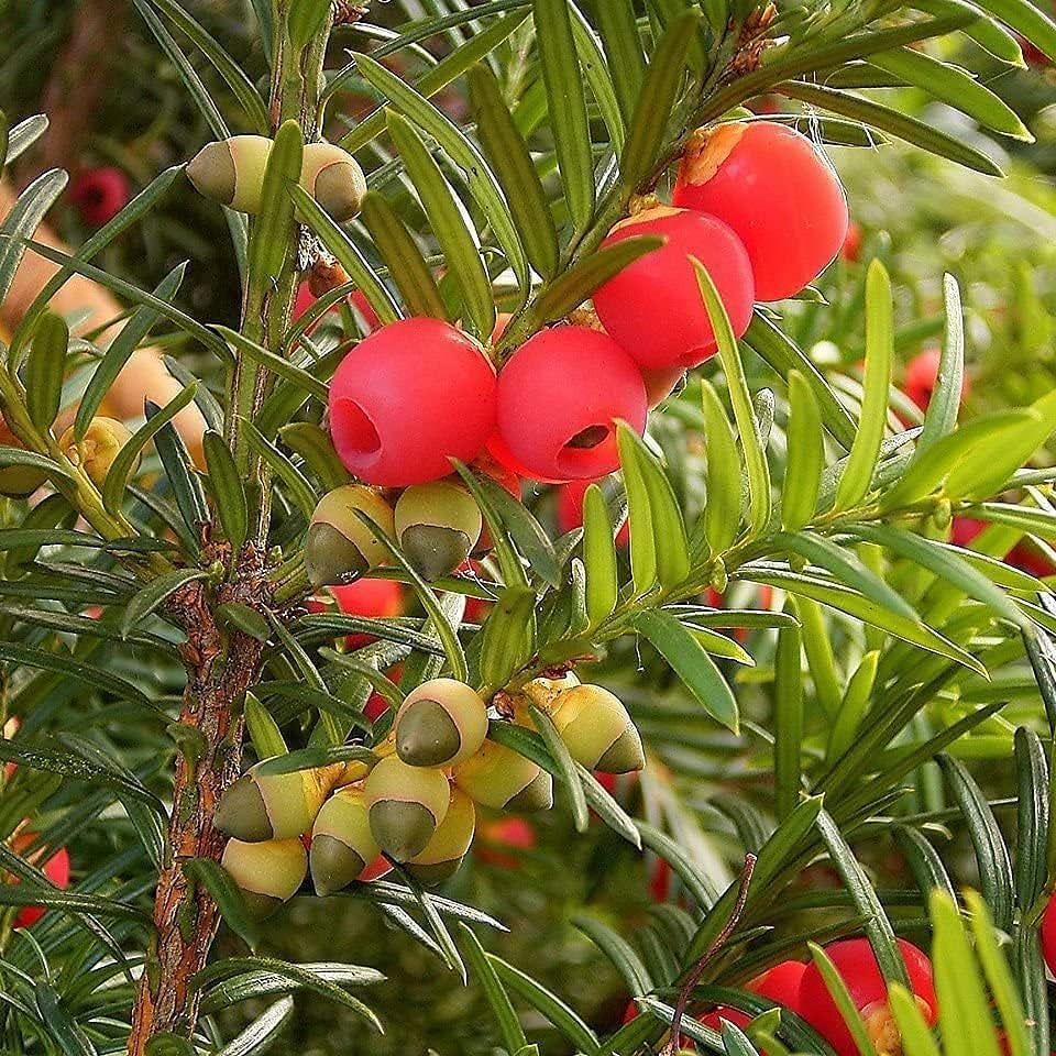 English Yew Tree Seeds up to 50%