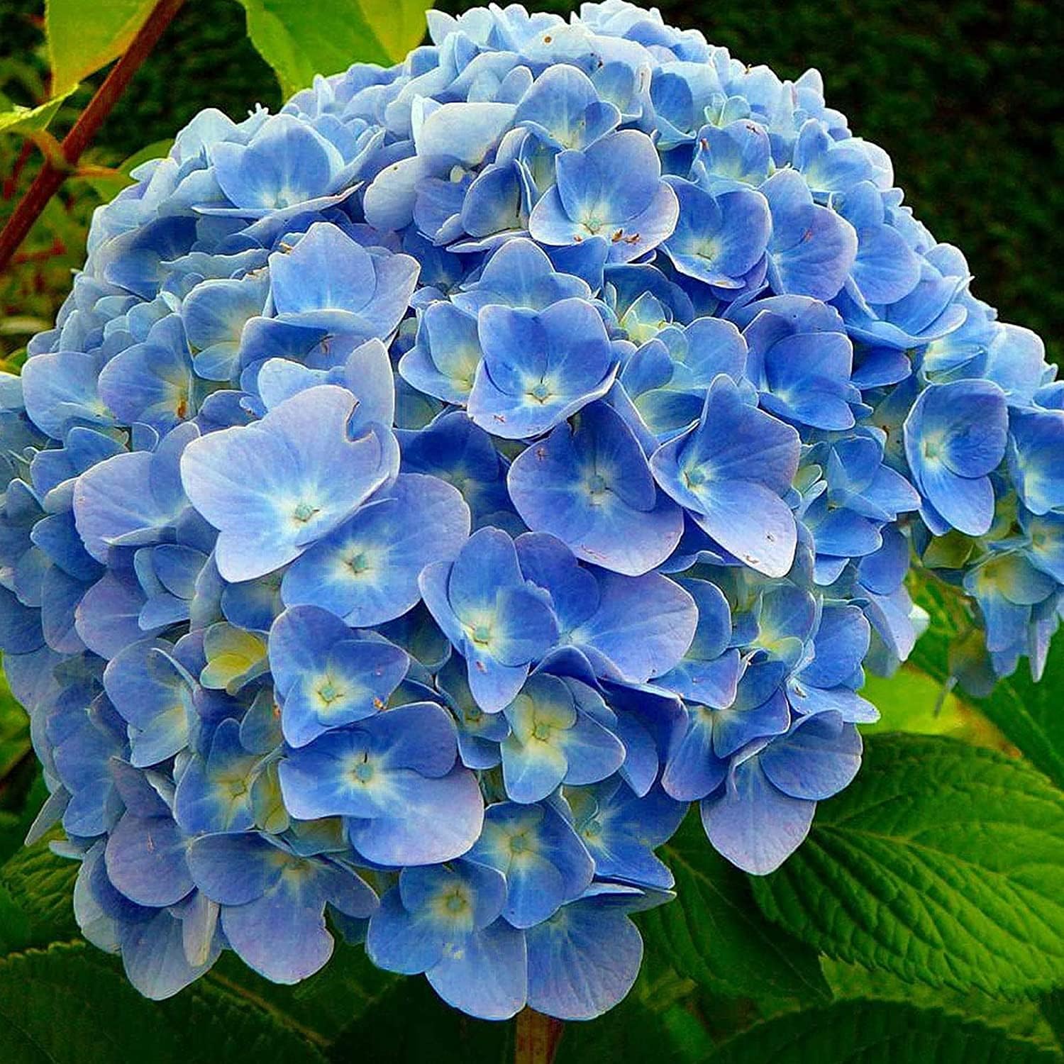 Mixed Hydrangea Flower Seeds up to 50%
