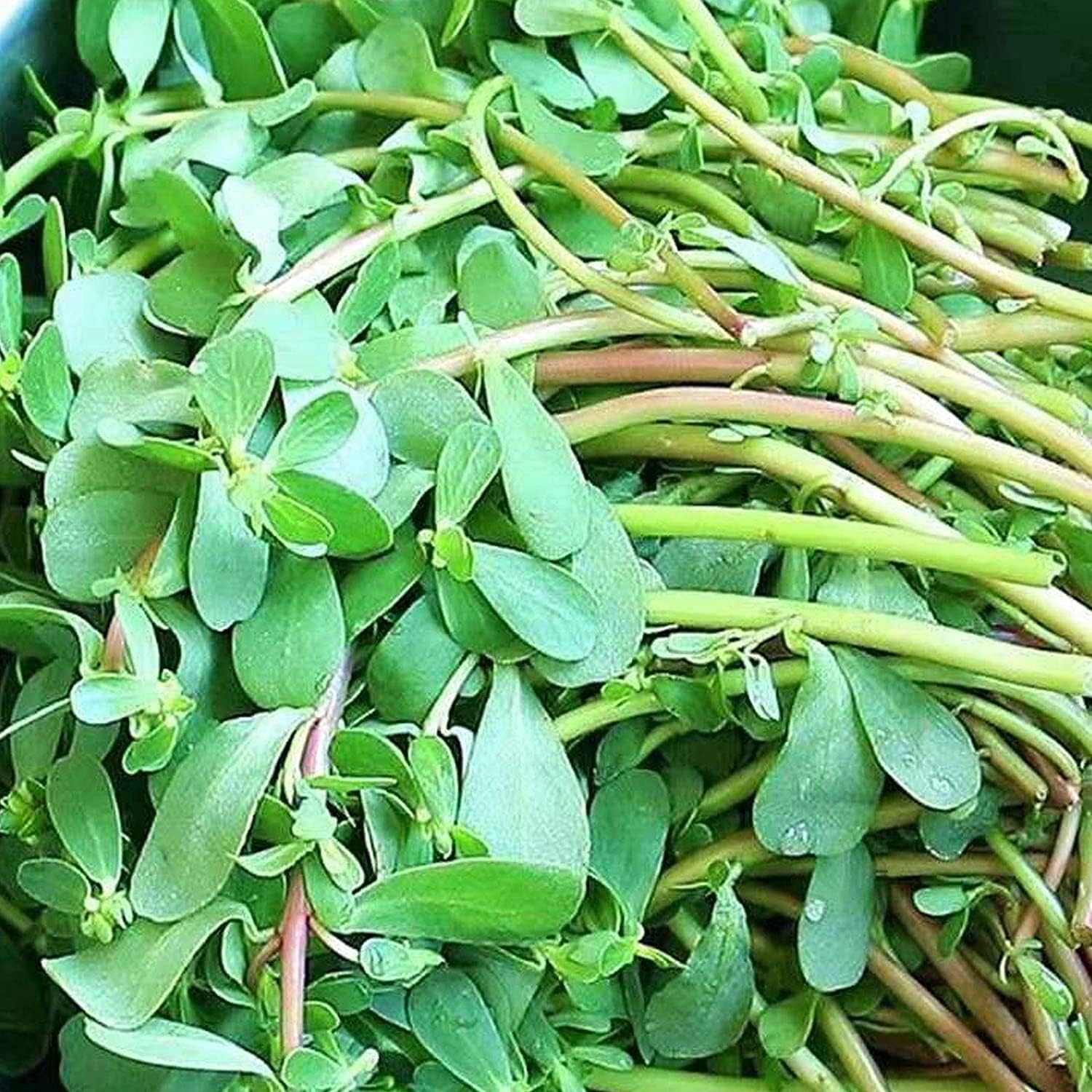 Green Purslane Seeds up to 50%