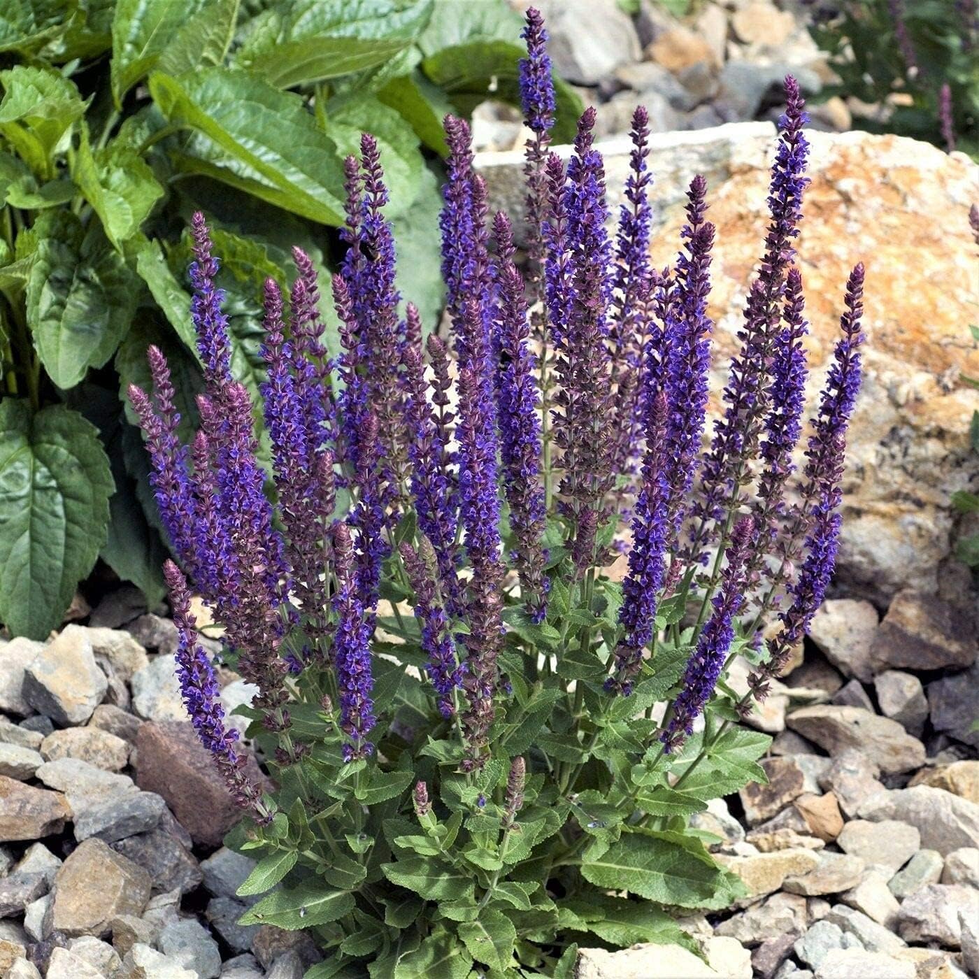 May Night Salvia Seeds up to 50%