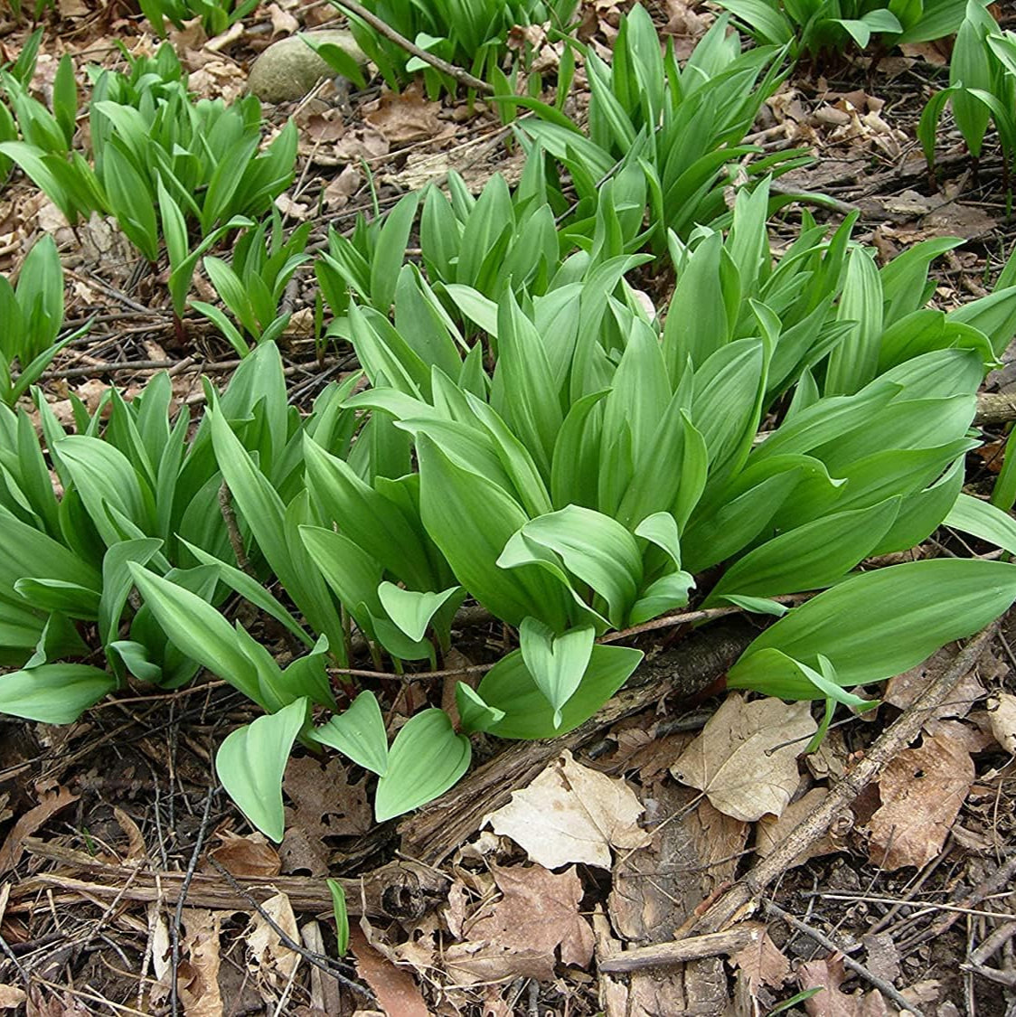 Wild Leek (Allium tricoccum) Seeds – Heirloom Ramp & Wild Onion – up to 50%