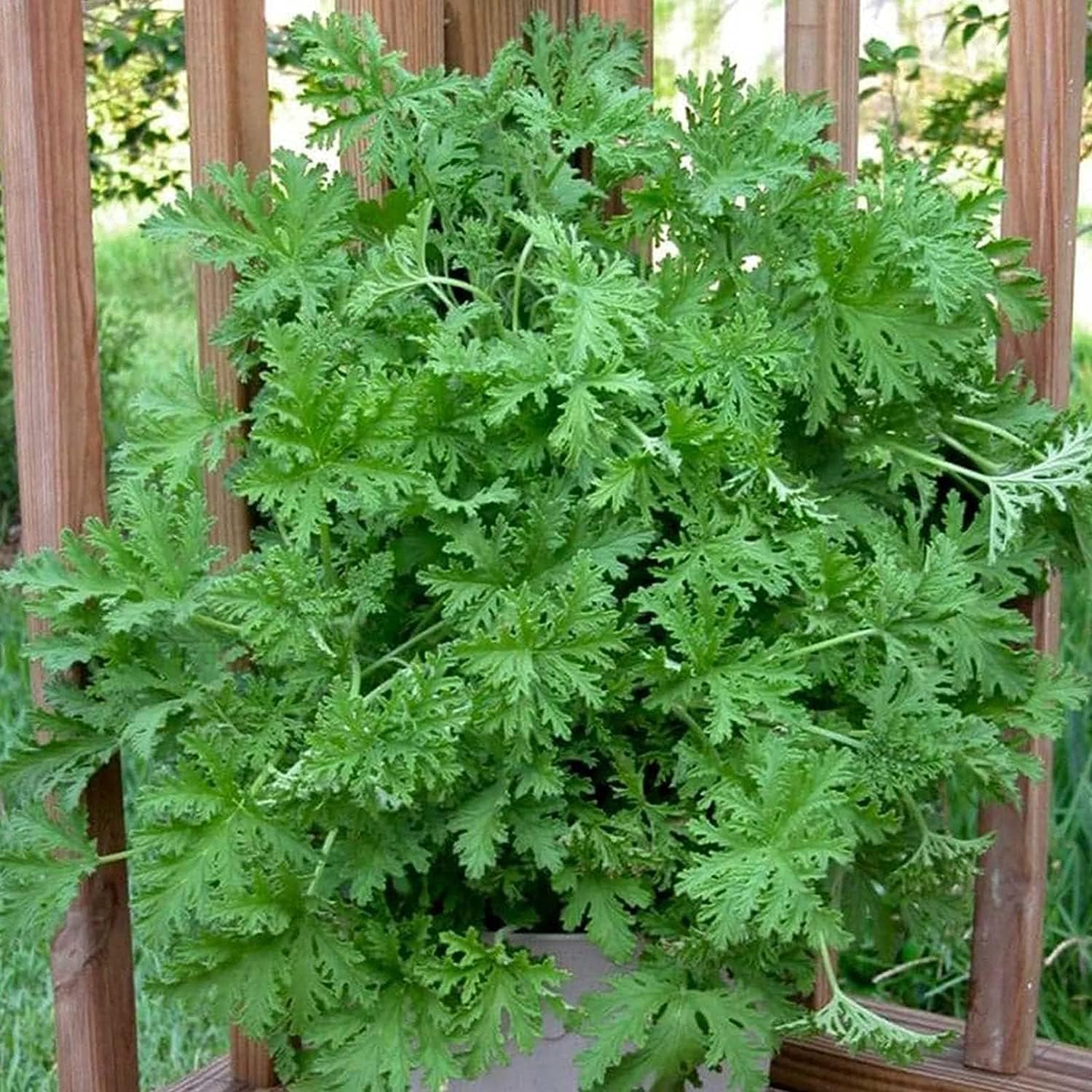 Citronella Plant Seeds up to 50%