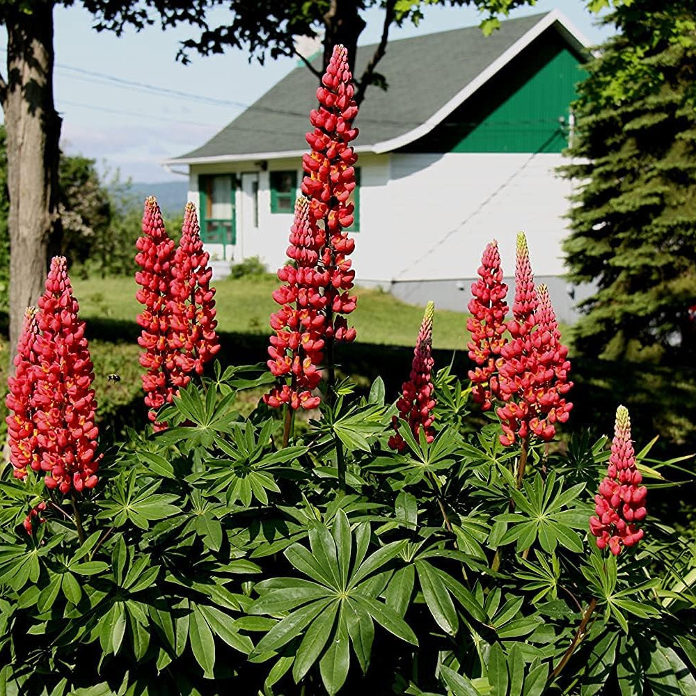 Red Lupin Flower Seeds up to 50%