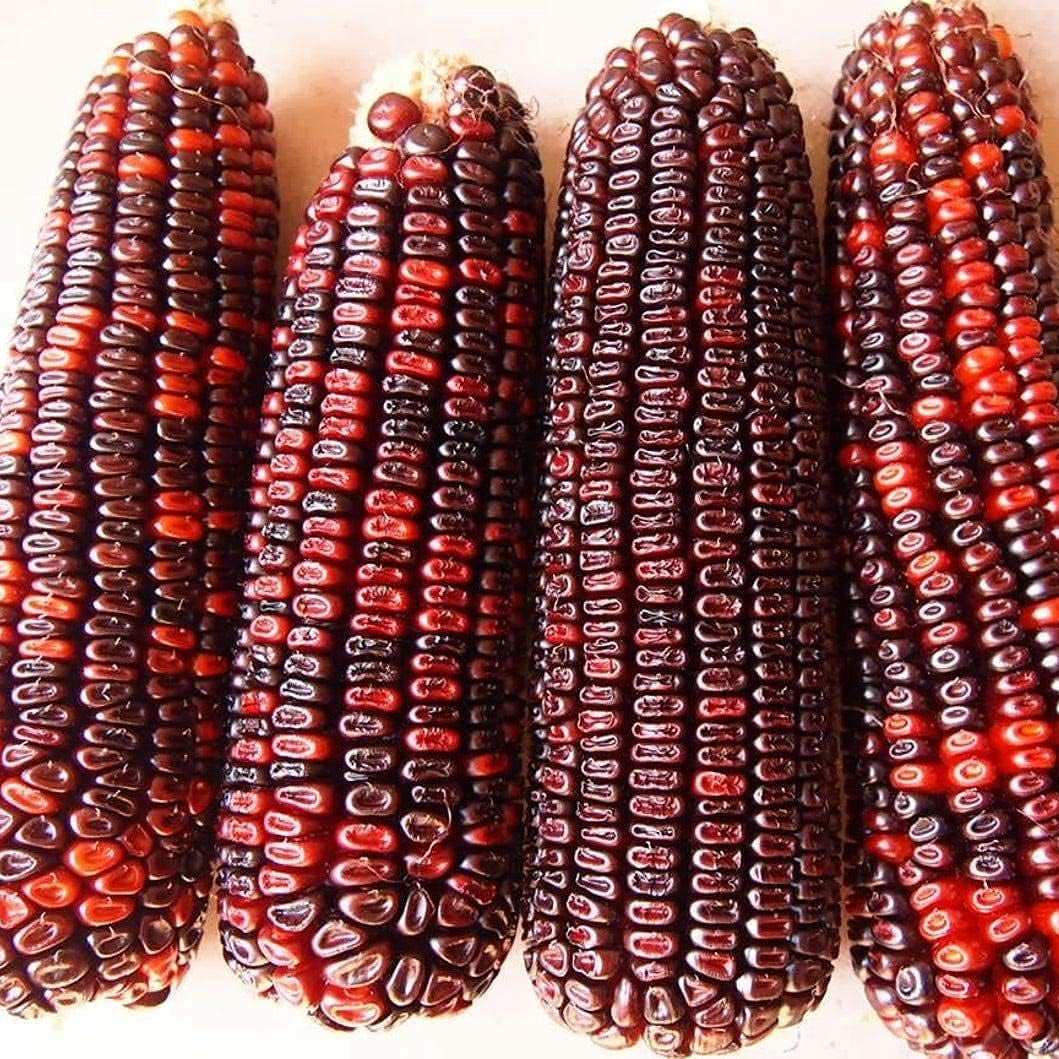 Bloody Butcher Corn Seeds – Heirloom Red Dent Corn for Edible & Ornamental Use – up to 50%