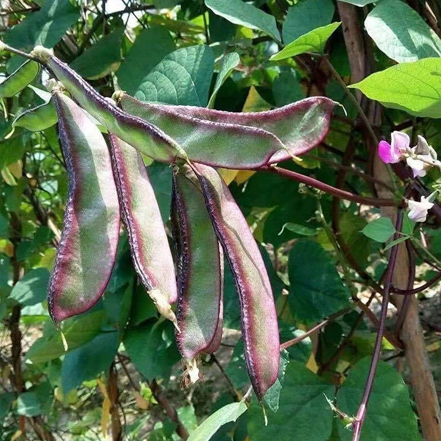 Purple Hyacinth Bean Seeds up to 50%
