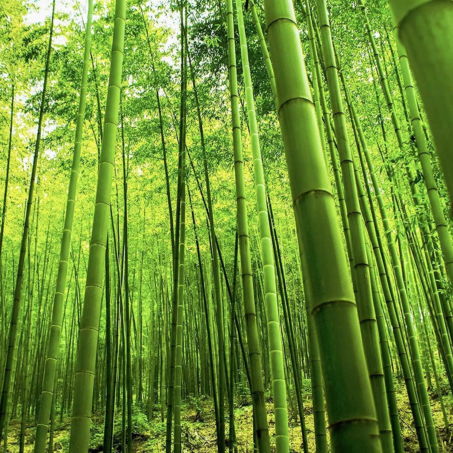 Giant Bamboo Plant Seeds up to 50%