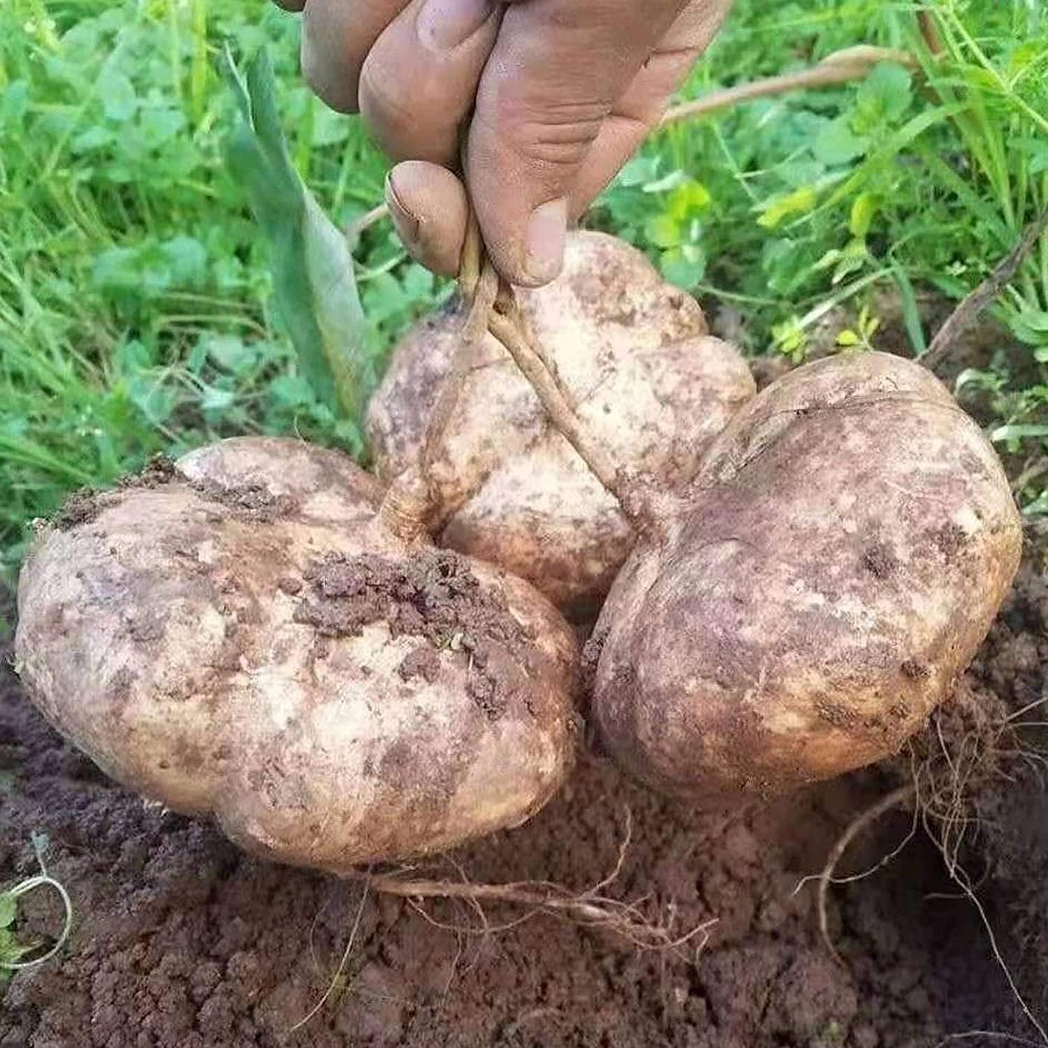 Jicama Yam Bean Seeds up to 50%