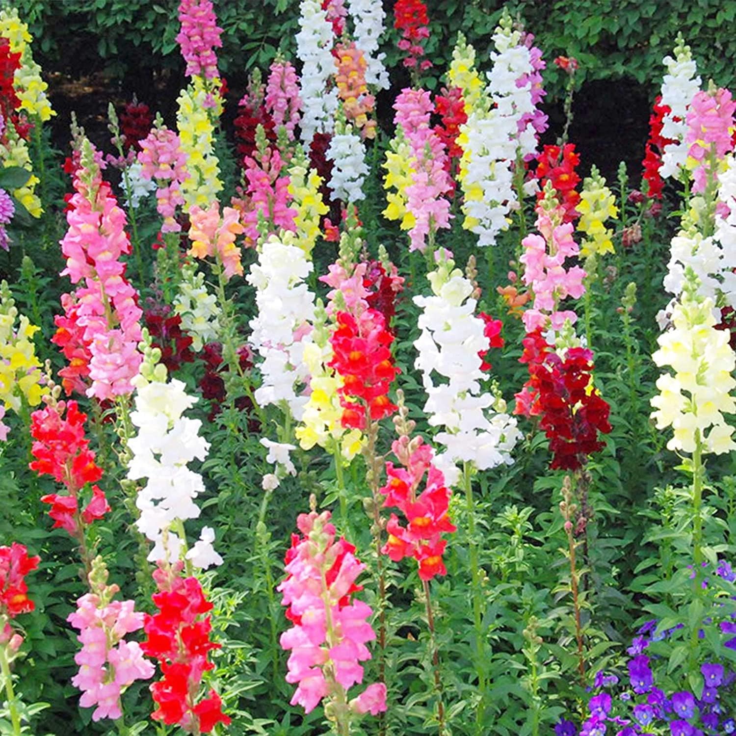 Mixed Snapdragon Flower Seeds up to 50%