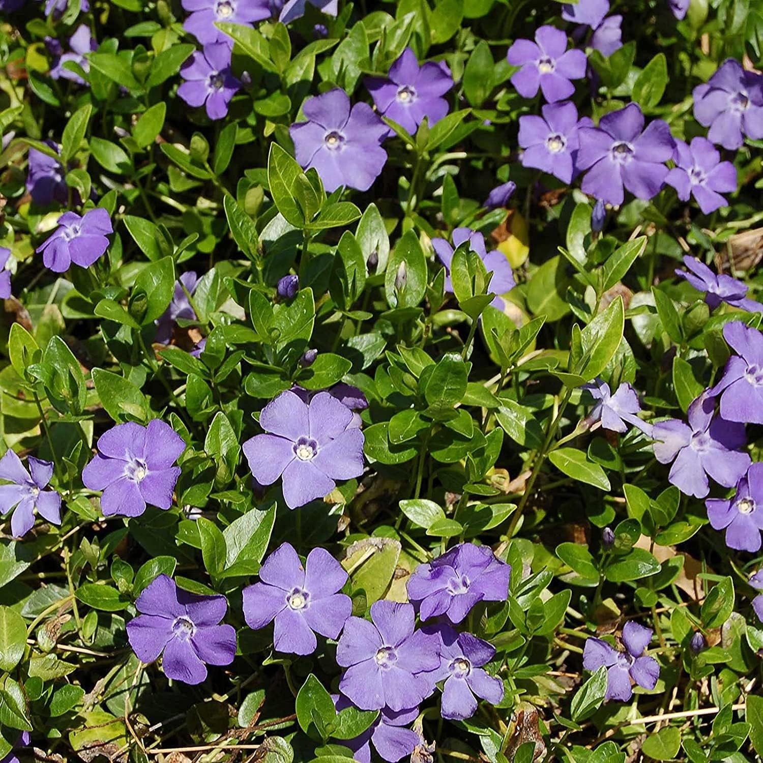 Vinca Minor Ground Cover Seeds up to 50%