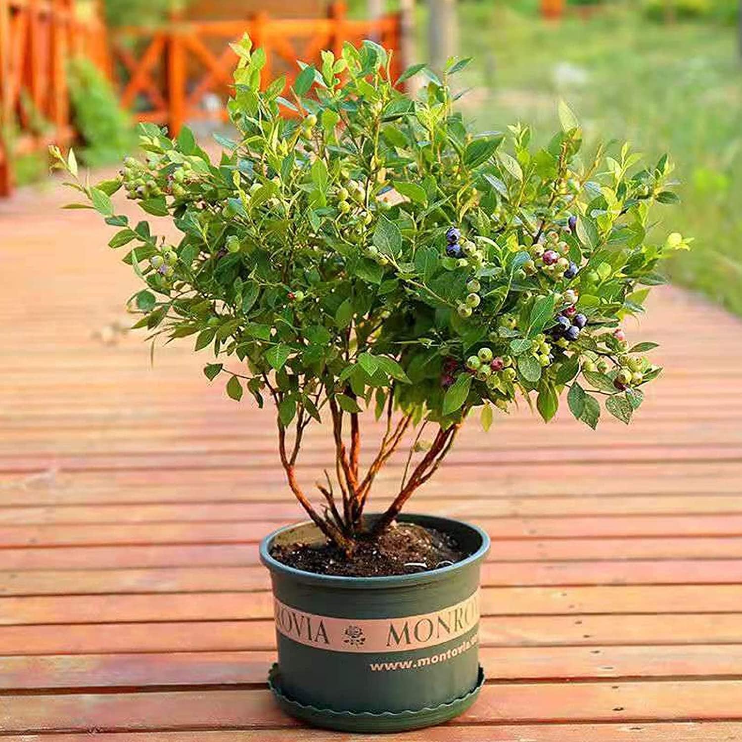 Blueberry Plant Seeds up to 50%