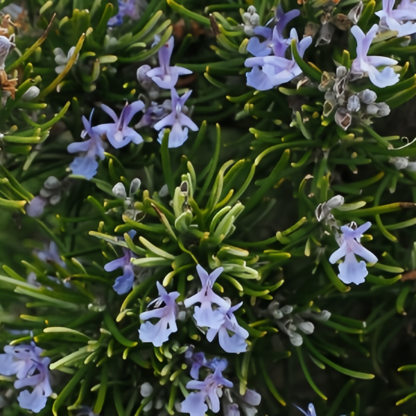Rosemary seeds up to 50%