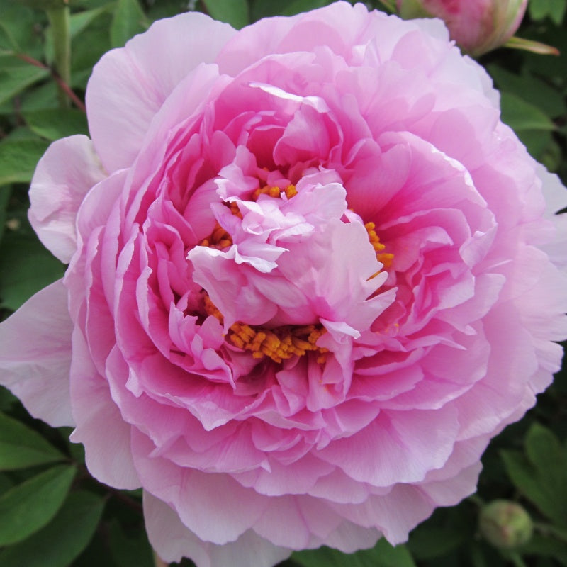 Peony Seeds  up to 50%