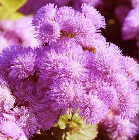 Ageratum