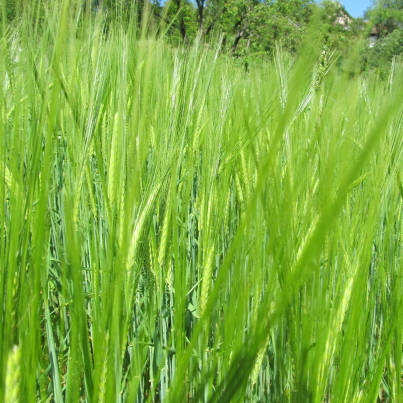 Wheat Seeds up to 50%