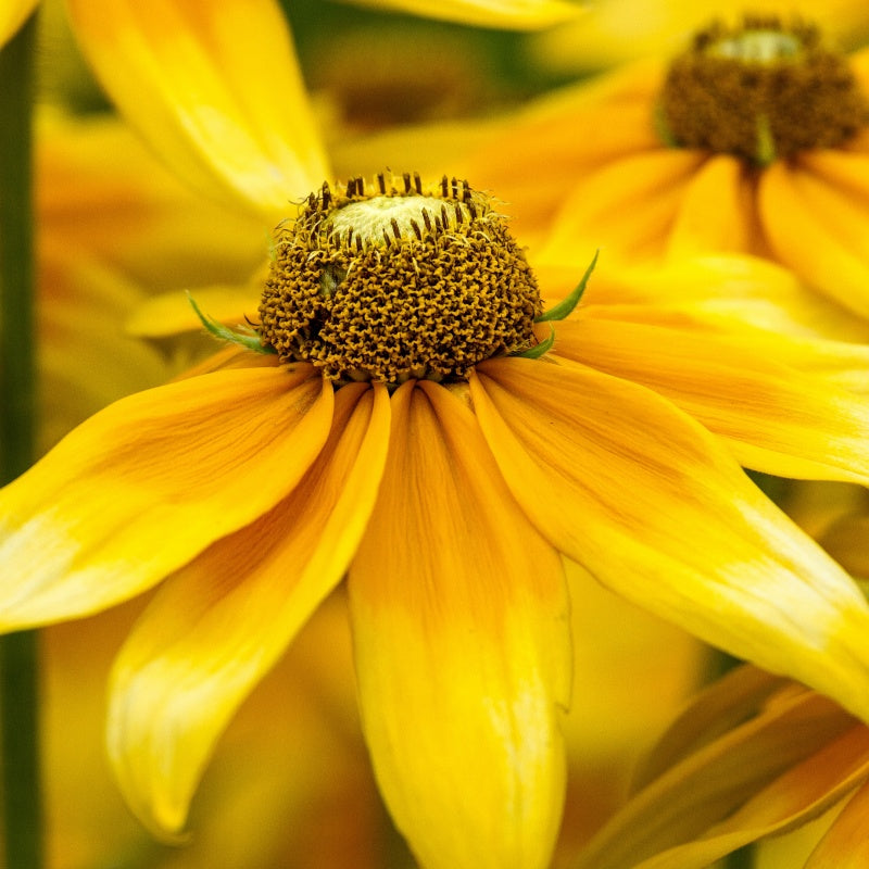 Black-Eyed Susan Seeds up to 50%