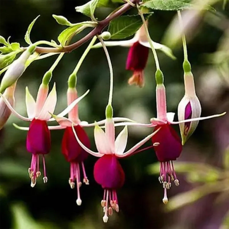 Fuchsia Hybrida Voss Seeds The fairy flower up to 50%