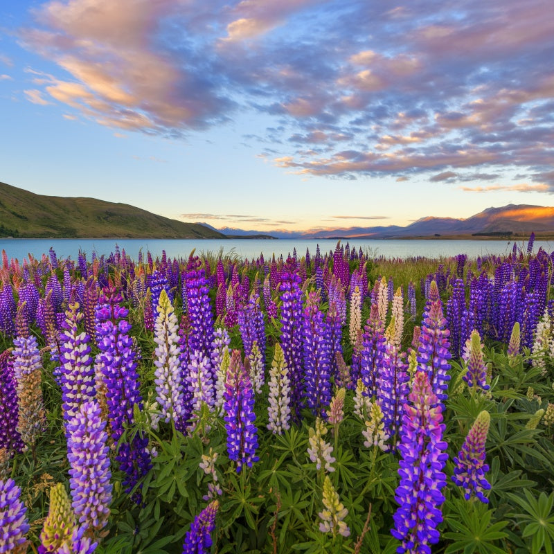 Lupine Seeds up to 50%