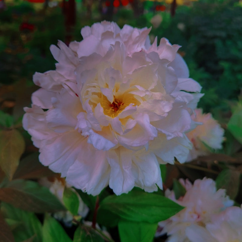 Peony Seeds  up to 50%