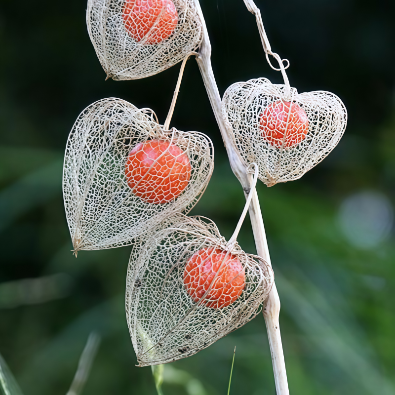 chinese lantern plant seeds Chinese Lantern – 50 Seeds