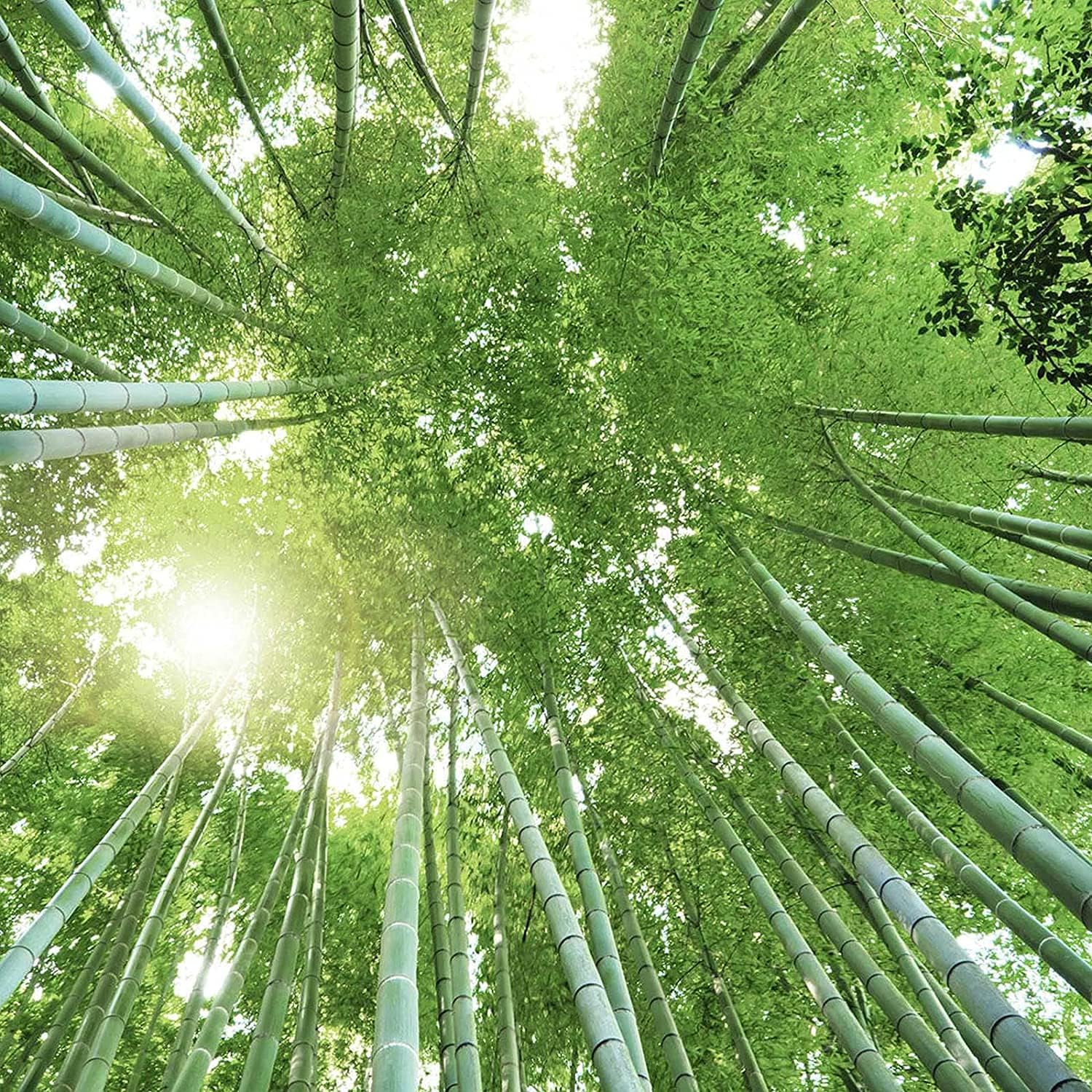 Giant Bamboo Plant Seeds up to 50%